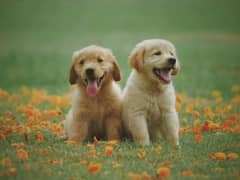 American Golden Retriever puppies