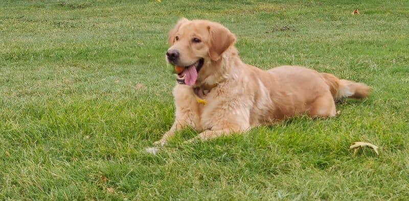 American Golden Retriever puppies 1