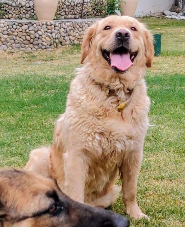 American Golden Retriever puppies 3