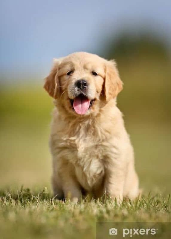 American Golden Retriever puppies 5