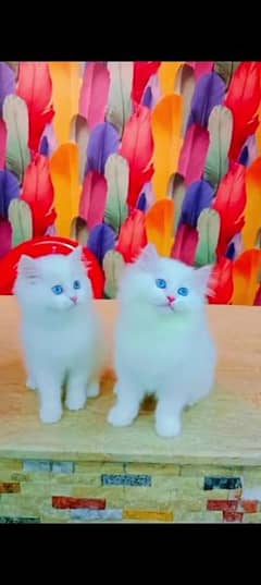 Persian cat for sale female or male my WhatsApp 0329=21=38=556 0