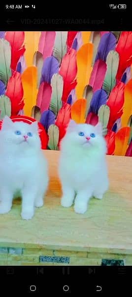 Persian cat for sale female or male my WhatsApp 0329=21=38=556 1