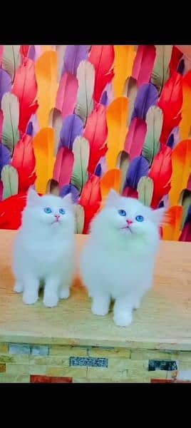 Persian cat for sale female or male my WhatsApp 0329=21=38=556 2