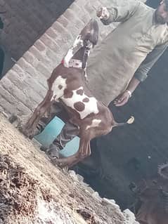 Dasi Kheera Bacha sale