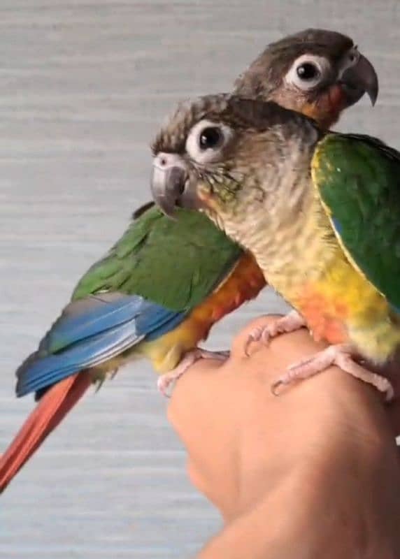 Green conure, ring neck , Love Birds diff breads 0