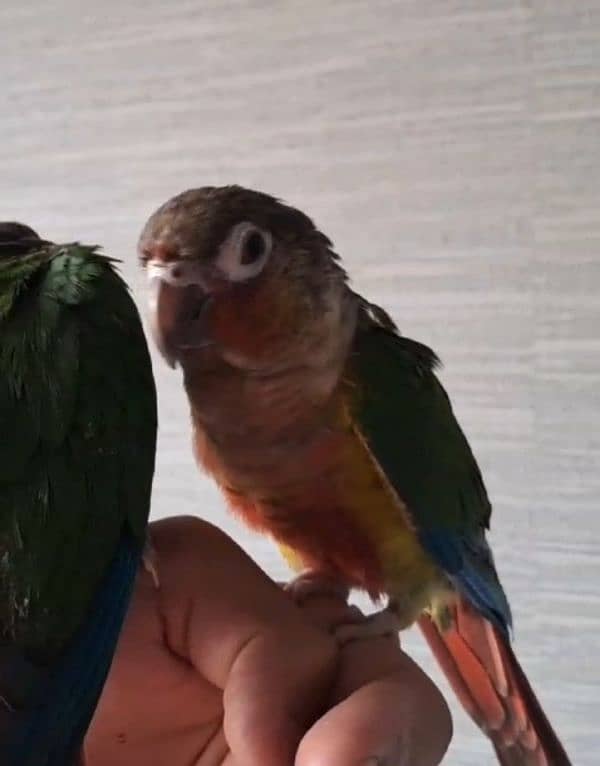 Green conure, ring neck , Love Birds diff breads 10