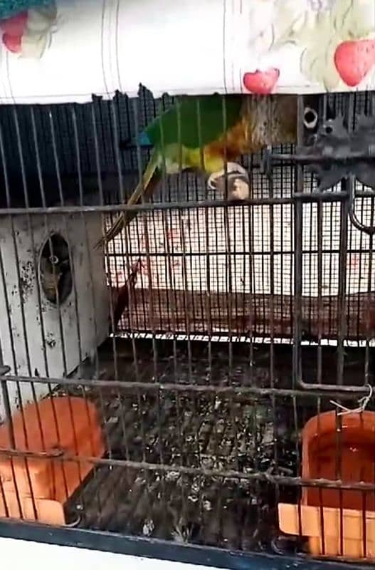 Green conure, ring neck , Love Birds diff breads 12