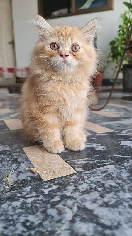 Persian kittens Available 0