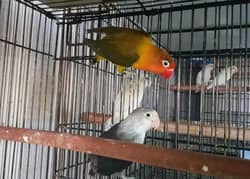 Love Birds Albino Red Eyes, Parblue, Violet Fischeri 03317862112