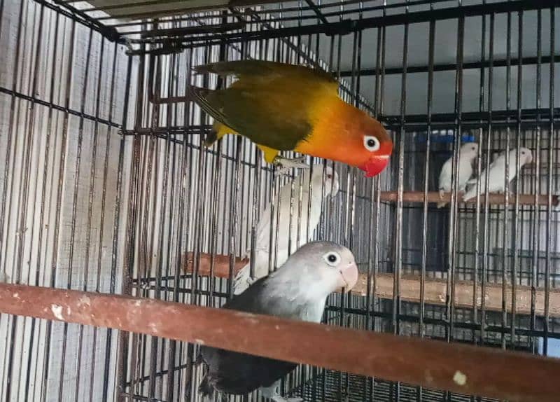 Love Birds Albino Red Eyes, Parblue, Violet Fischeri 03317862112 1