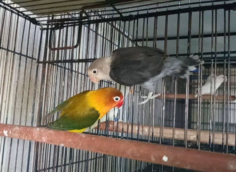 Love Birds Albino Red Eyes, Parblue, Violet Fischeri 03317862112 0