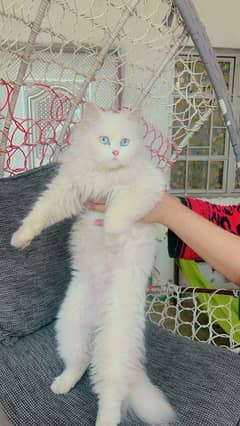 persian female cat for sale