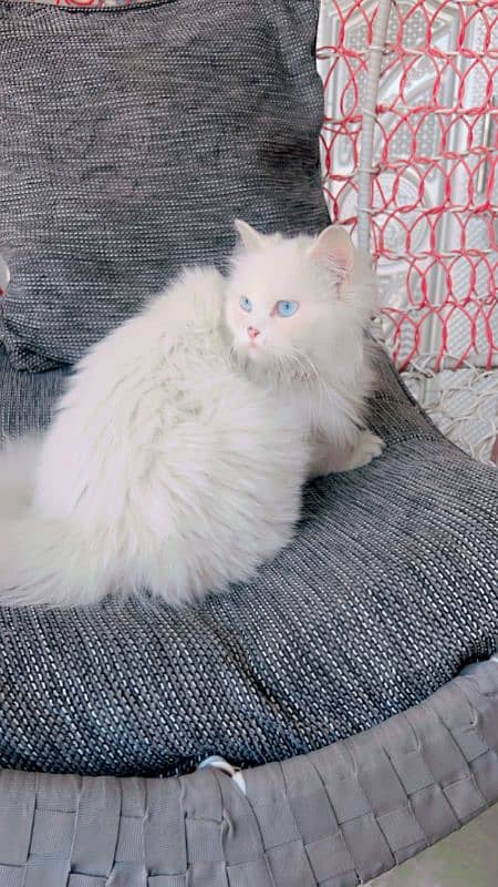 persian female cat for sale 1