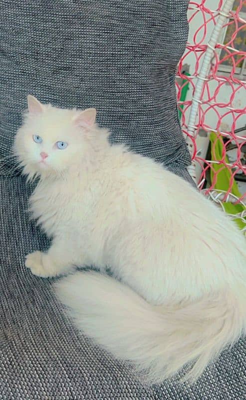 persian female cat for sale 2