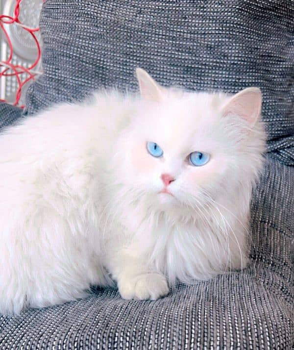 persian female cat for sale 3