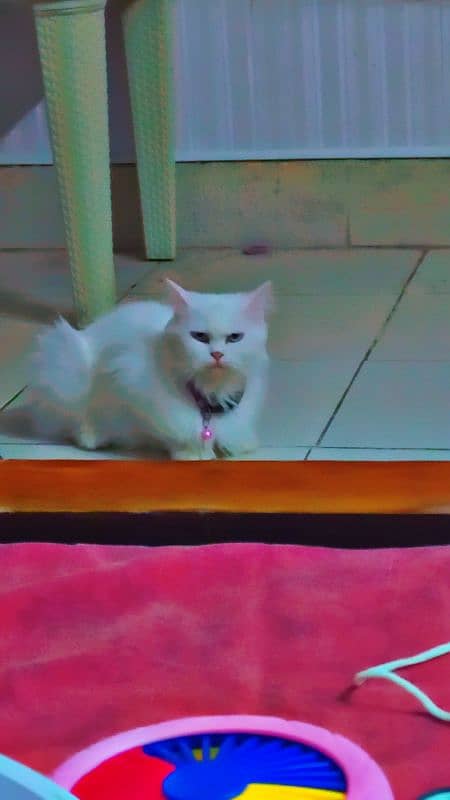 persian female cat for sale 4