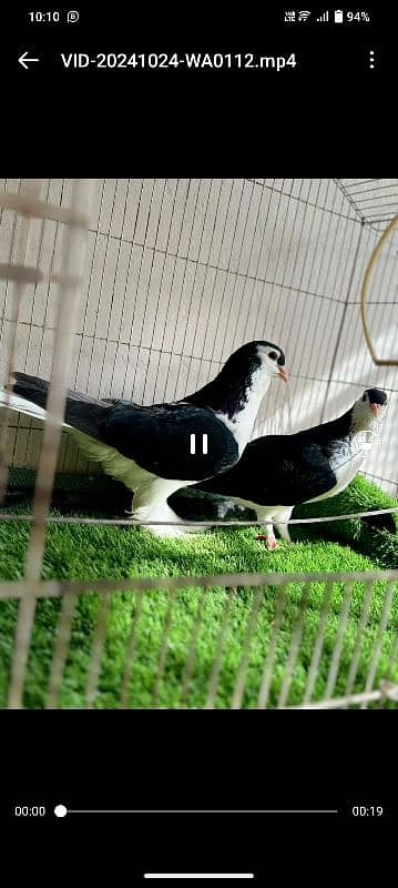 Australian breeder pair 12