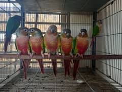 High red conures pairs parrot /birds