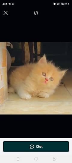 Persian cat for sale male or female my 03134925408