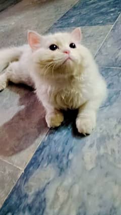 Persian pett cat