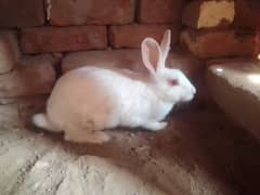 5 full breeder rabbits are available for sell