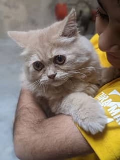 5 Months old percian cat - honey colored