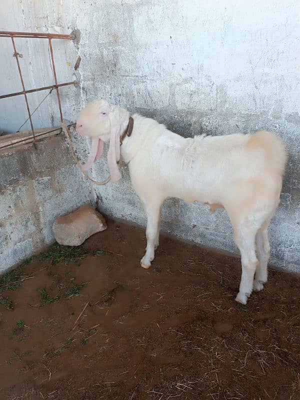 gulabi munda breeder Bakra 4