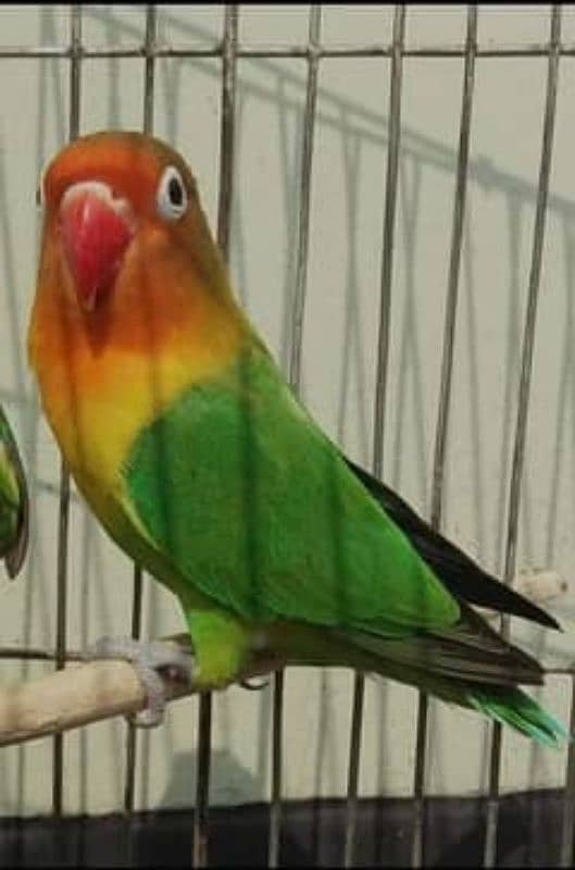 Green fisher love bird pair for sale 1