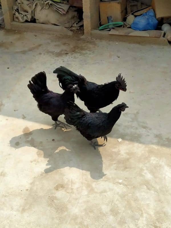 AYAM CEMANI GREY TONGUE EGGS & BREEDERS 1