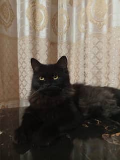 1-Year-Old Black Persian Cat with 3 Kittens for Sale