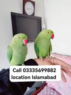 Single 5000 Hand Tamed Friendly Green Ring Neck Parrots Male/Female