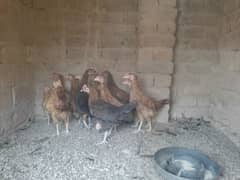 Desi Breed Desi Chicken Desi murga Desi Golden Misri Chicken