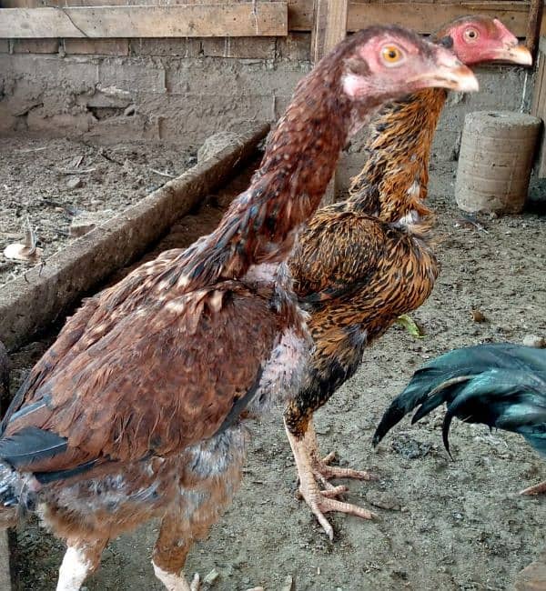 Aseel hens for sale 0