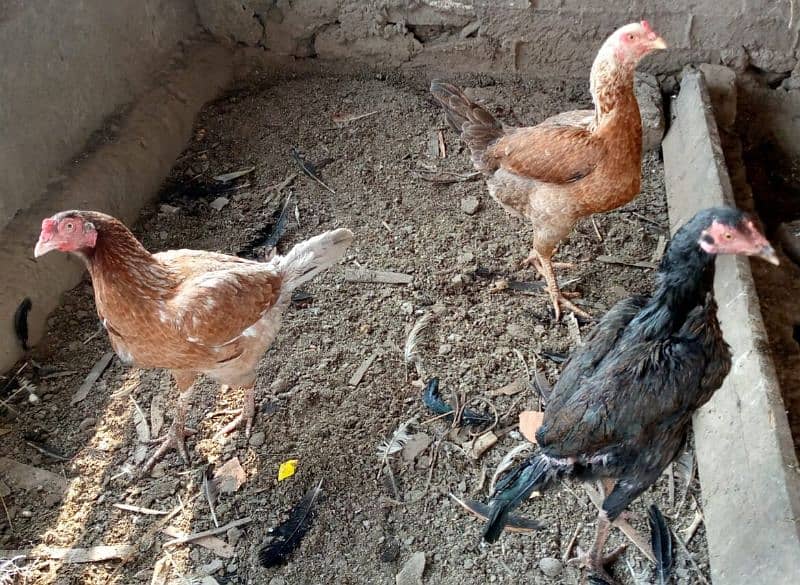 Aseel hens for sale 1