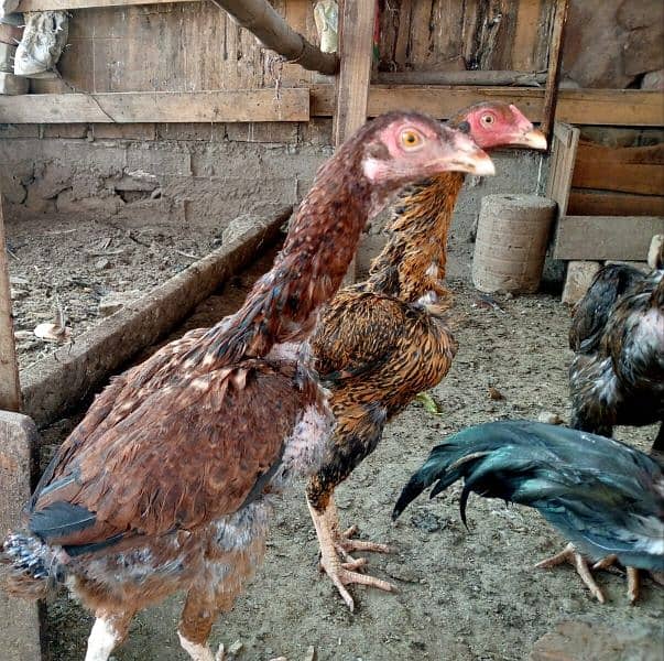 Aseel hens for sale 2