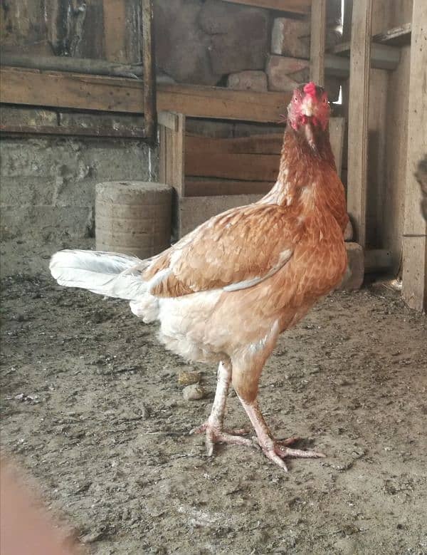 Aseel hens for sale 3