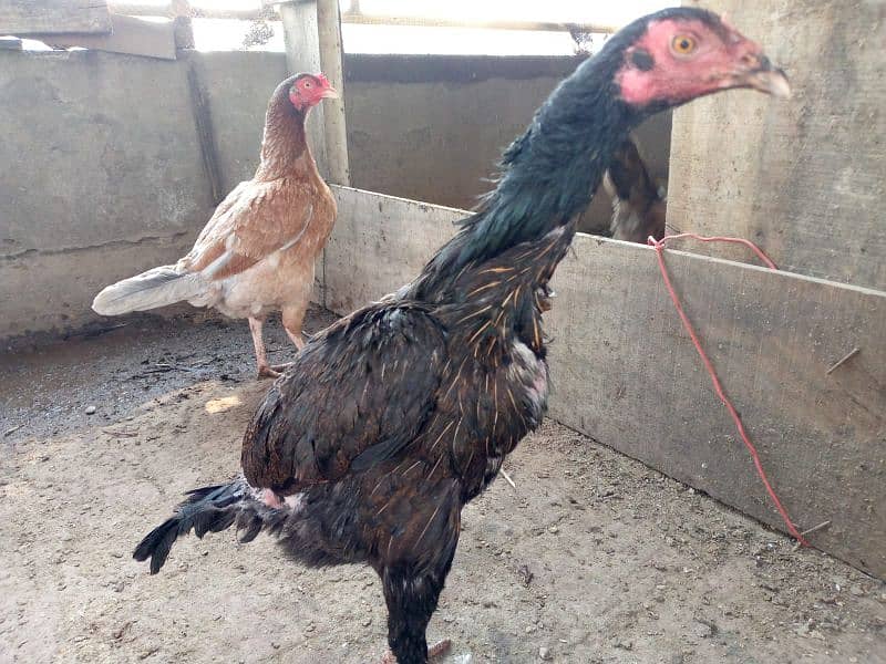 Aseel hens for sale 4