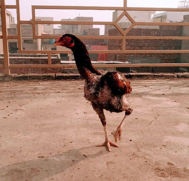 Aseel hens for sale 6