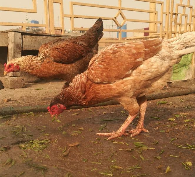 Aseel hens for sale 7