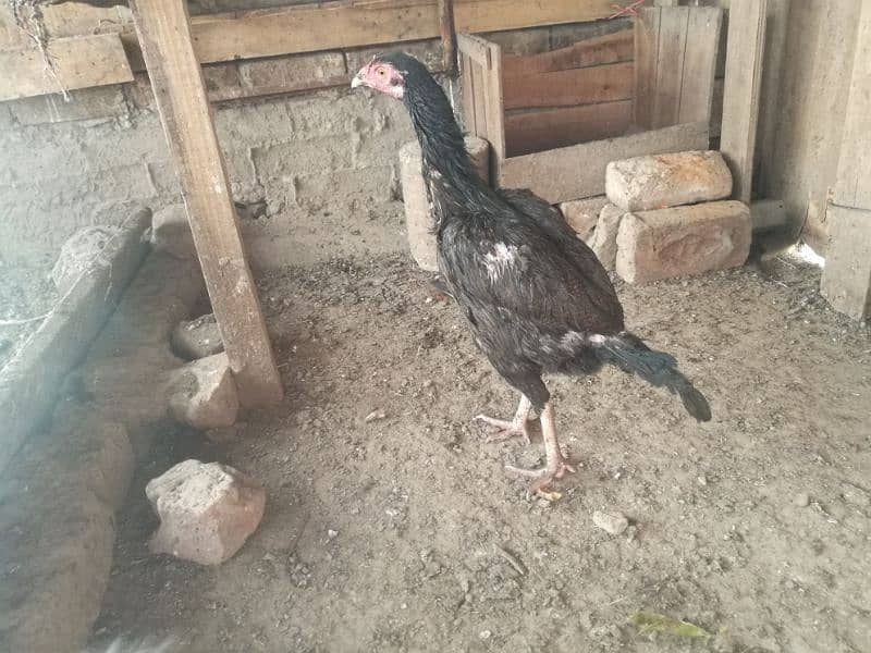 Aseel hens for sale 8