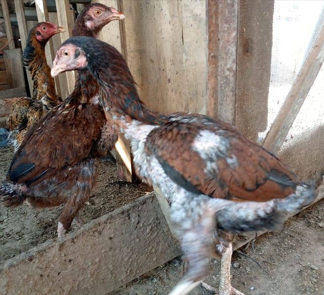 Aseel hens for sale 9