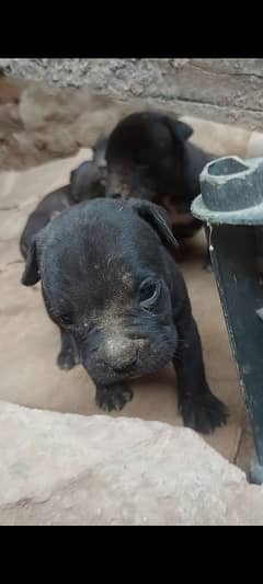 American bully puppies