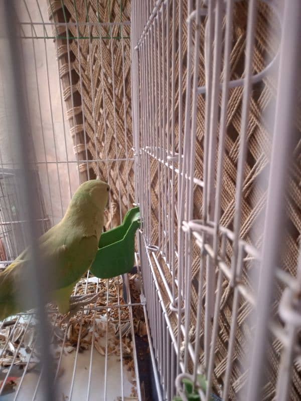 Fischer lovebirds for sale and green parrot 3