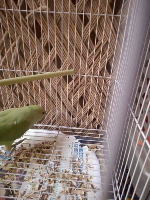 Fischer lovebirds for sale and green parrot 5