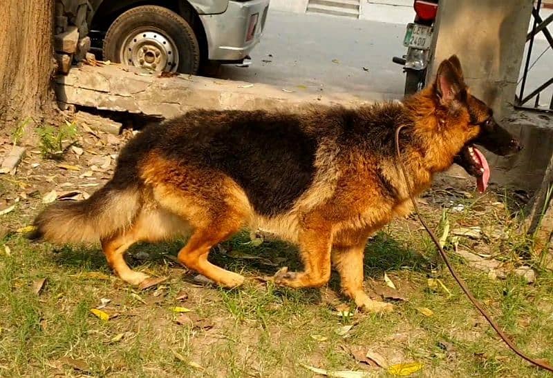 young long coated jerman shepard female 1