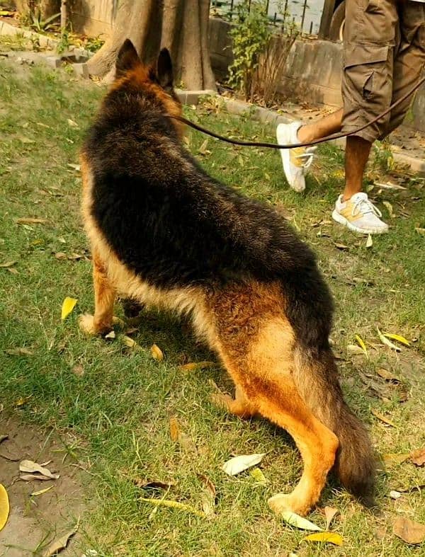 young long coated jerman shepard female 3