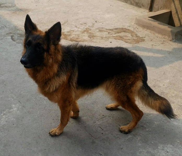 young long coated jerman shepard female 4