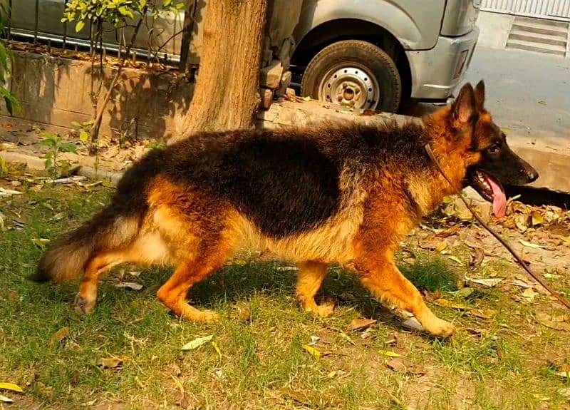 young long coated jerman shepard female 5