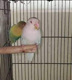 Albino red eye / parblue split ino / Albino split ino / love birds