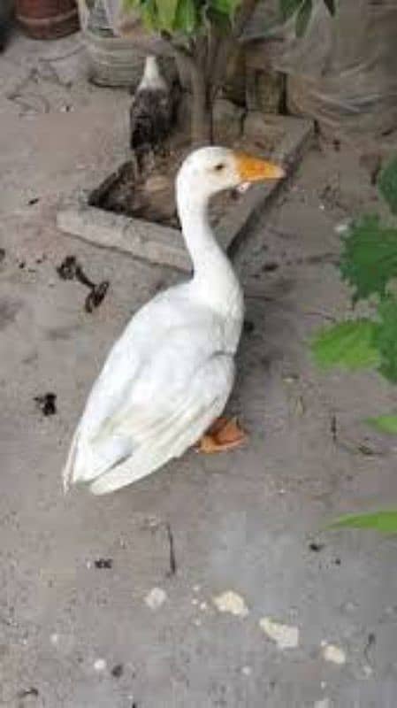 Pair of ducks | Duck for sale | Duck in Karachi price 1